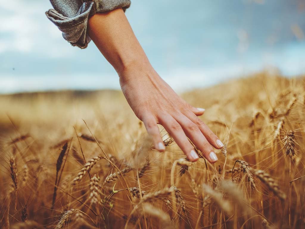 En hand stryker genom ett gyllene vetefält under blå himmel, visar kontakt med naturen.