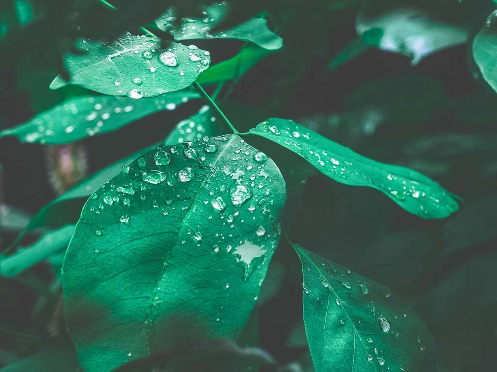 Närbild på gröna blad täckta av regndroppar, belysta i mjukt ljus.